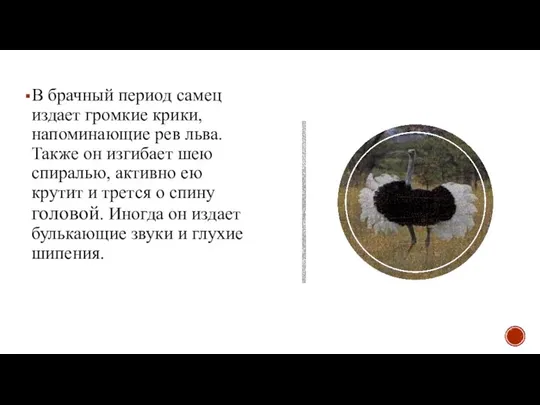 В брачный период самец издает громкие крики, напоминающие рев льва. Также