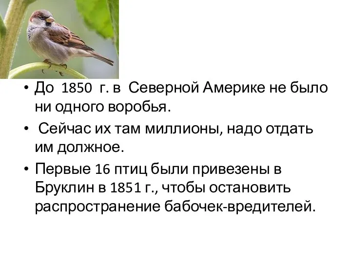 До 1850 г. в Северной Америке не было ни одного воробья.