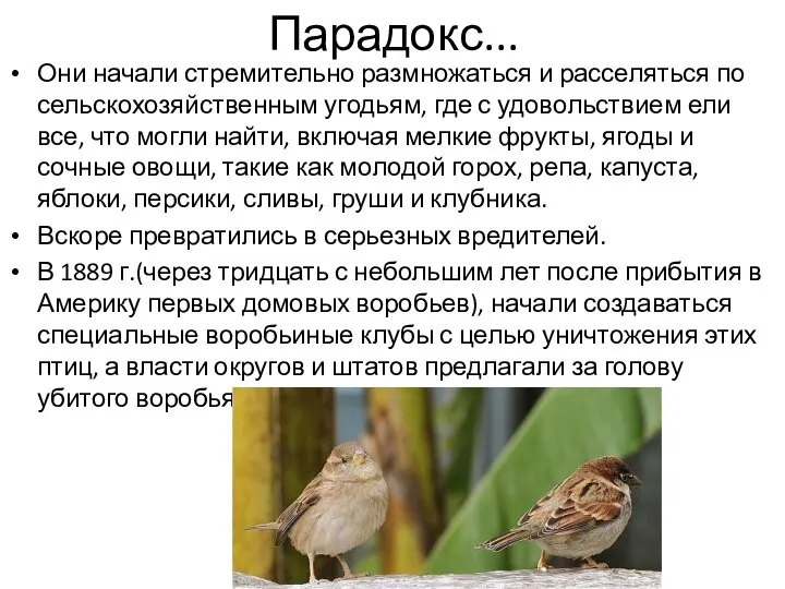 Парадокс... Они начали стремительно размножаться и расселяться по сельскохозяйственным угодьям, где