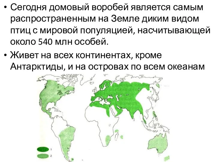 Сегодня домовый воробей является самым распространенным на Земле диким видом птиц