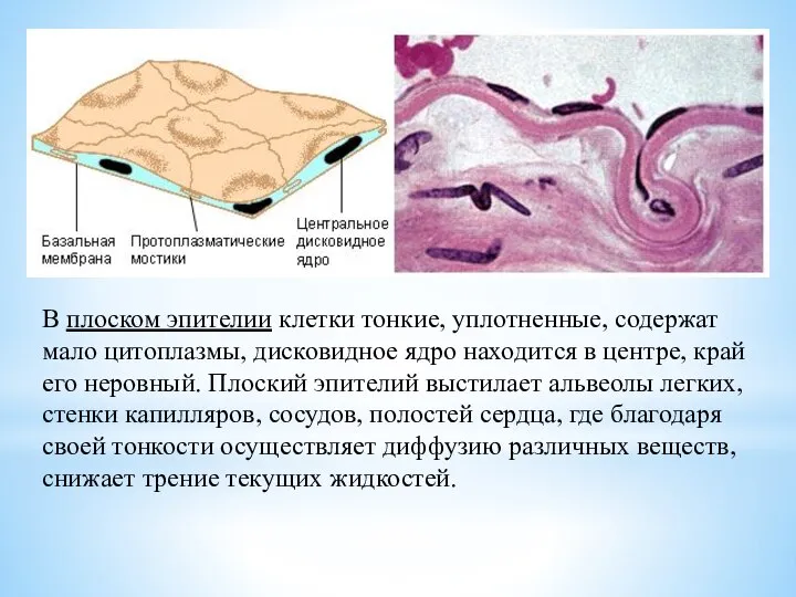 В плоском эпителии клетки тонкие, уплотненные, содержат мало цитоплазмы, дисковидное ядро
