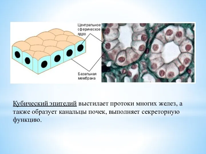 Кубический эпителий выстилает протоки многих желез, а также образует канальцы почек, выполняет секреторную функцию.
