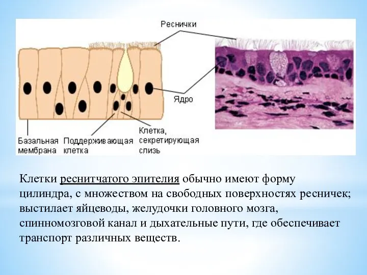 Клетки реснитчатого эпителия обычно имеют форму цилиндра, с множеством на свободных