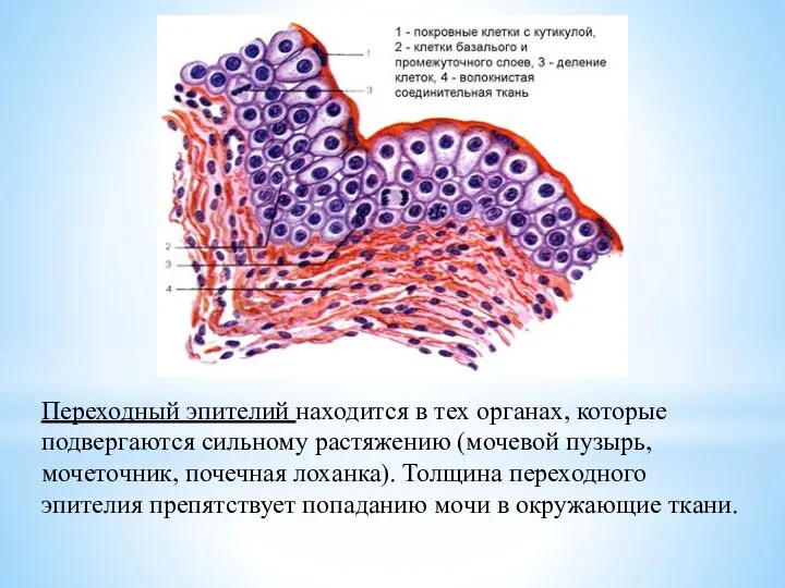 Переходный эпителий находится в тех органах, которые подвергаются сильному растяжению (мочевой