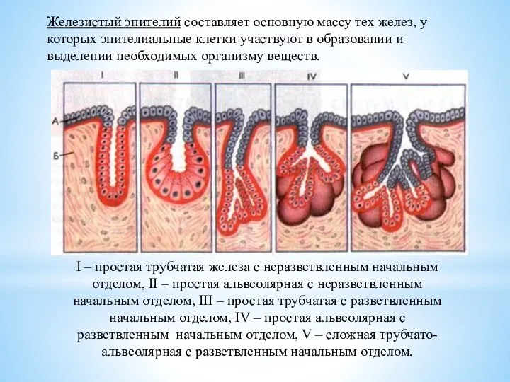 I – простая трубчатая железа с неразветвленным начальным отделом, II –