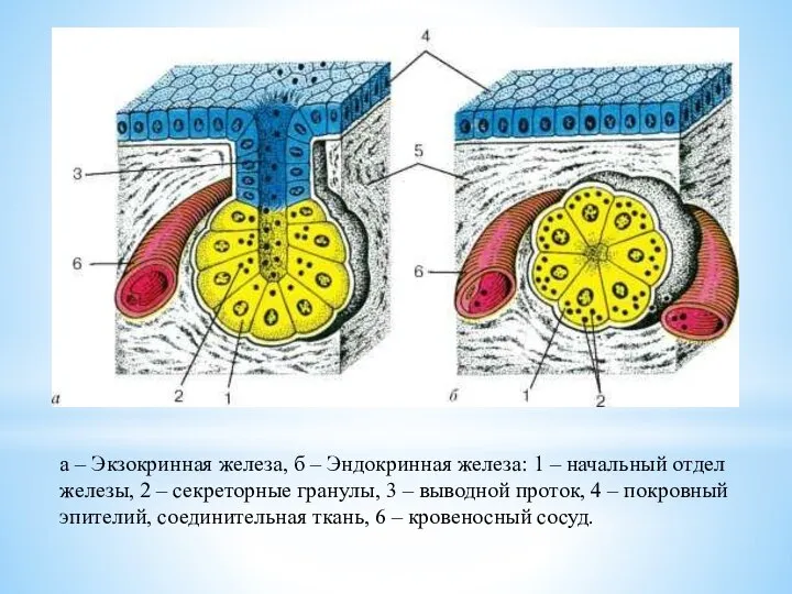 а – Экзокринная железа, б – Эндокринная железа: 1 – начальный