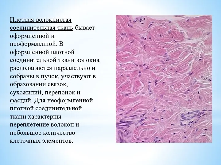 Плотная волокнистая соединительная ткань бывает оформленной и неоформленной. В оформленной плотной