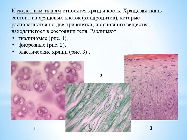 К скелетным тканям относятся хрящ и кость. Хрящевая ткань состоит из