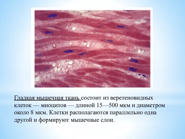 Гладкая мышечная ткань состоит из веретеновидных клеток — миоцитов — длиной