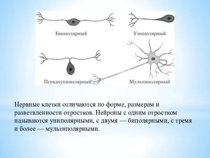 Нервные клетки отличаются по форме, размерам и разветвленности отростков. Нейроны с