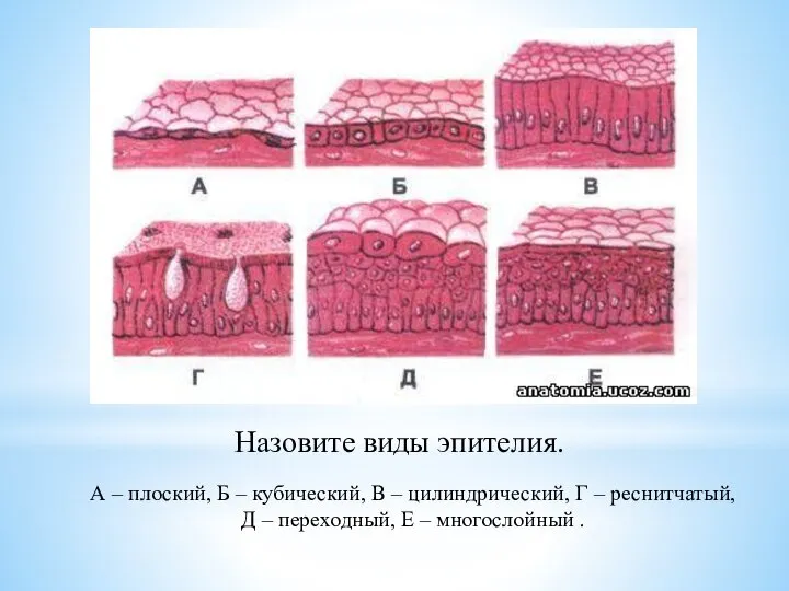 Назовите виды эпителия. А – плоский, Б – кубический, В –