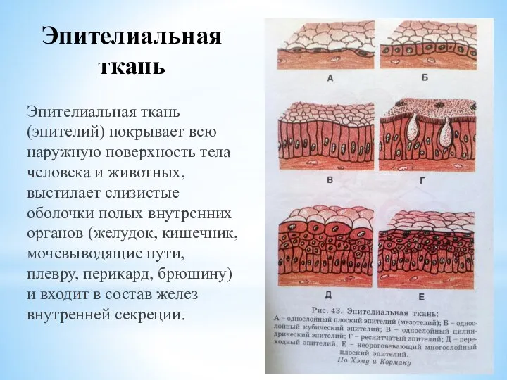 Эпителиальная ткань Эпителиальная ткань (эпителий) покрывает всю наружную поверхность тела человека