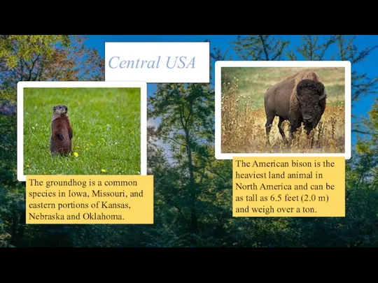 Central USA The groundhog is a common species in Iowa, Missouri,