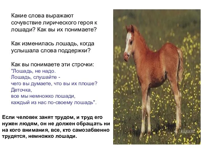 Какие слова выражают сочувствие лирического героя к лошади? Как вы их