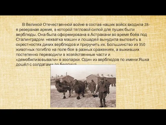 В Великой Отечественной войне в состав наших войск входила 28-я резервная