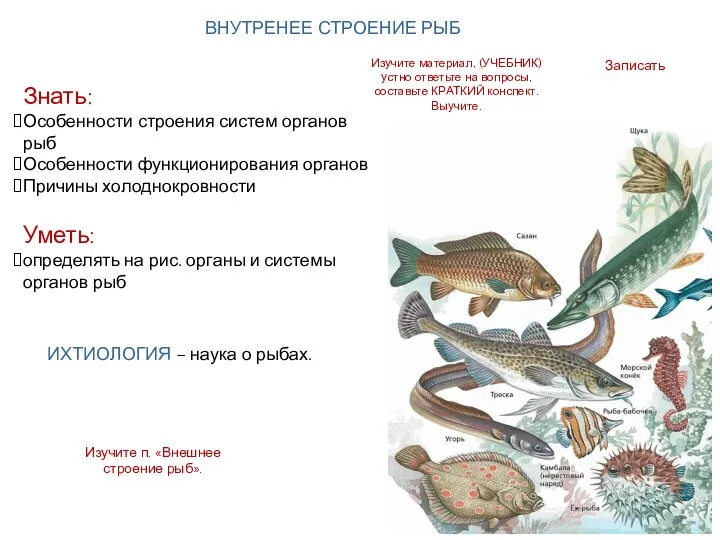 Записать Знать: Особенности строения систем органов рыб Особенности функционирования органов Причины