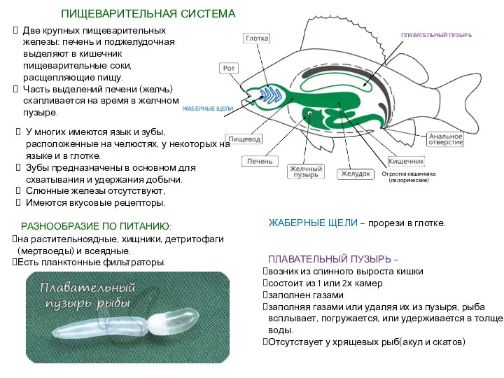 ПИЩЕВАРИТЕЛЬНАЯ СИСТЕМА ЖАБЕРНЫЕ ЩЕЛИ ПЛАВАТЕЛЬНЫЙ ПУЗЫРЬ ЖАБЕРНЫЕ ЩЕЛИ – прорези в