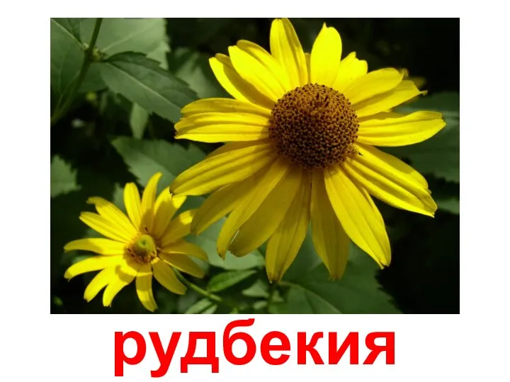 рудбекия