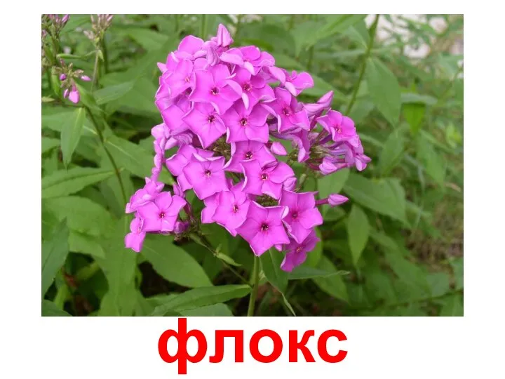 флокс