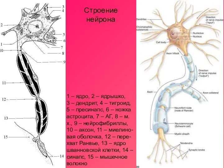 1 – ядро, 2 – ядрышко, 3 – дендрит, 4 –