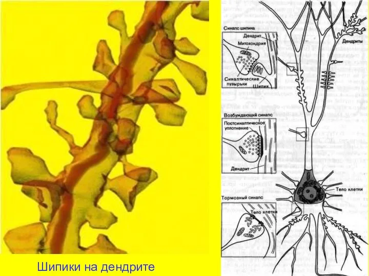 Шипики на дендрите