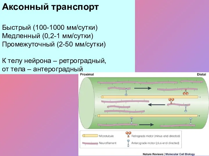 Аксонный транспорт Быстрый (100-1000 мм/сутки) Медленный (0,2-1 мм/сутки) Промежуточный (2-50 мм/сутки)