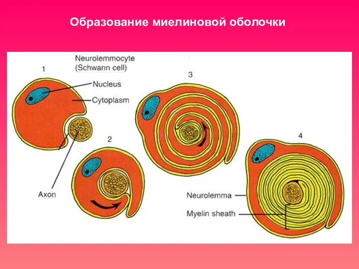 Образование миелиновой оболочки