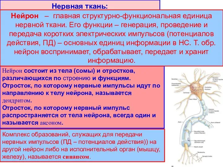 Нервная ткань: 1. нейроны (собственно нервные клетки, нейроциты); 2. нейроглиальные клетки