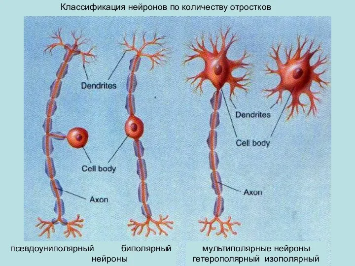 мультиполярные нейроны гетерополярный изополярный псевдоуниполярный биполярный нейроны Классификация нейронов по количеству отростков