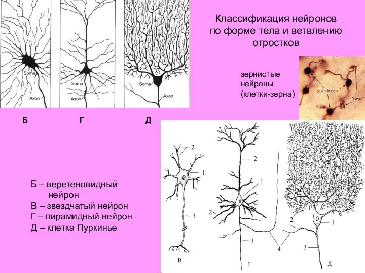 Б – веретеновидный нейрон В – звездчатый нейрон Г – пирамидный