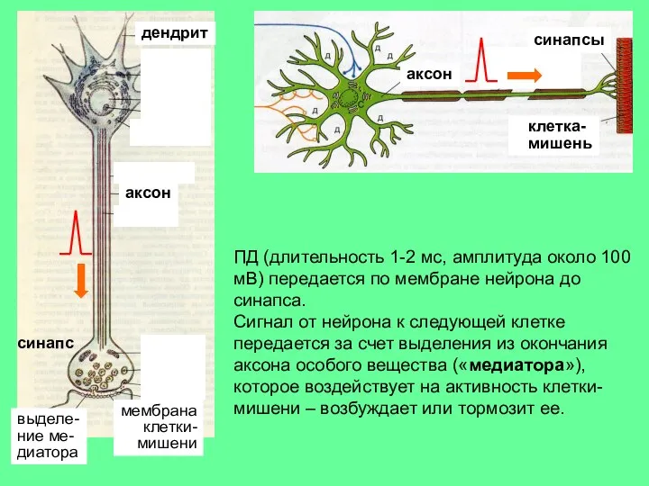 синапсы клетка- мишень мембрана клетки- мишени аксон дендрит аксон выделе- ние