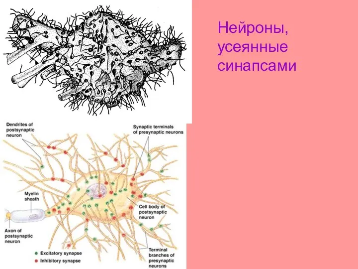 Нейроны, усеянные синапсами