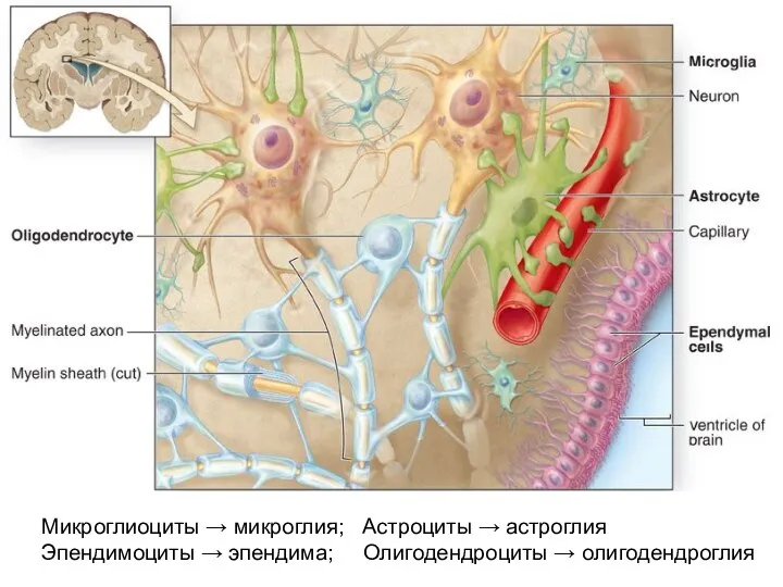 Микроглиоциты → микроглия; Астроциты → астроглия Эпендимоциты → эпендима; Олигодендроциты → олигодендроглия