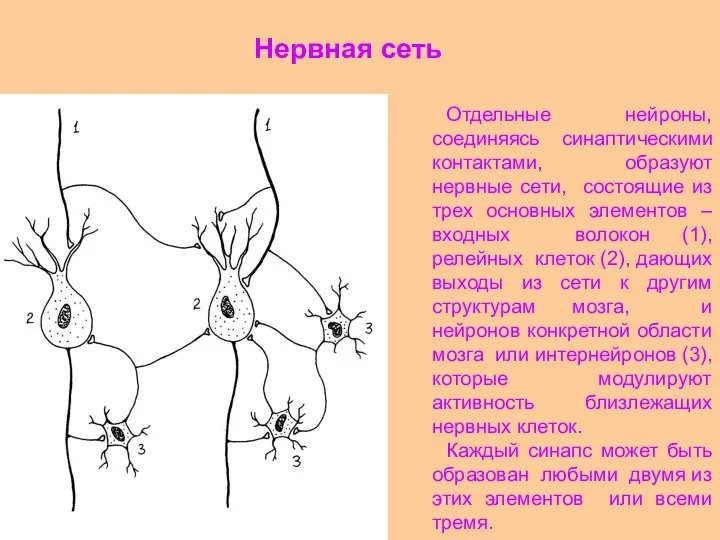 Отдельные нейроны, соединяясь синаптическими контактами, образуют нервные сети, состоящие из трех