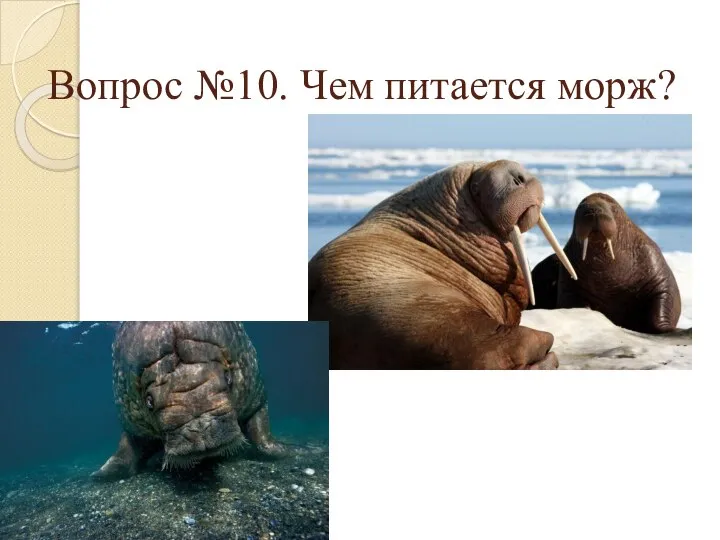 Вопрос №10. Чем питается морж?