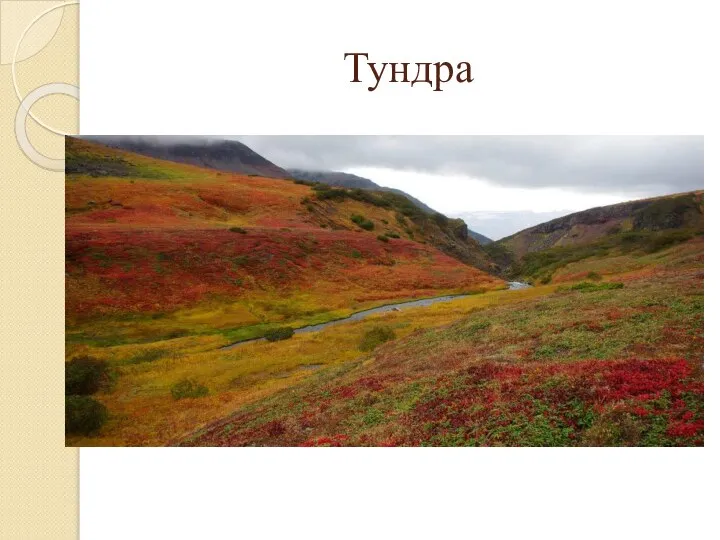 Тундра