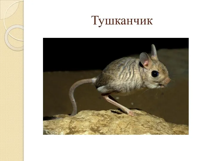 Тушканчик