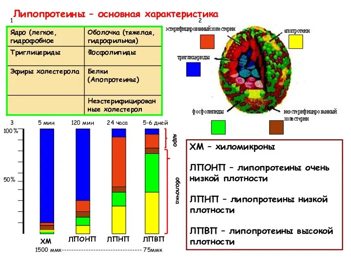 Липопротеины – основная характеристика 100% 50% ХМ – хиломикроны ЛПОНП –