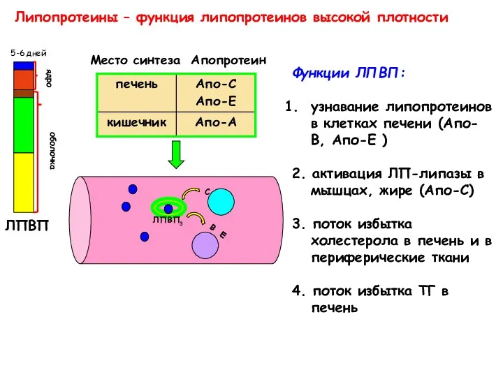 Липопротеины – функция липопротеинов высокой плотности Место синтеза Апопротеин Функции ЛПВП: