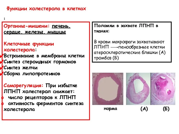 Функции холестерола в клетках Органны-мишени: печень, сердце, железы, мышцы Клеточные функции