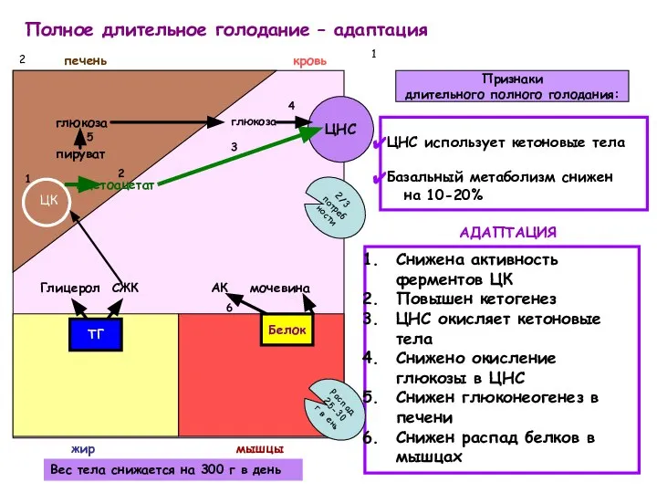 Полное длительное голодание – адаптация Признаки длительного полного голодания: ЦНС использует