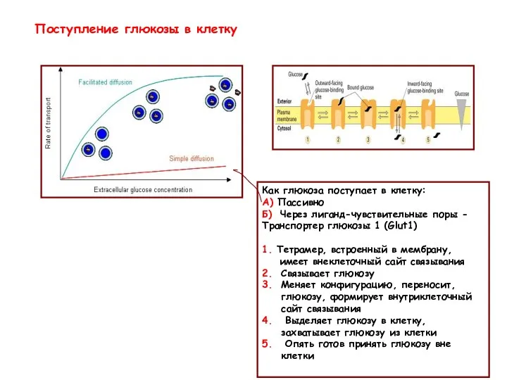 Поступление глюкозы в клетку Как глюкоза поступает в клетку: А) Пассивно