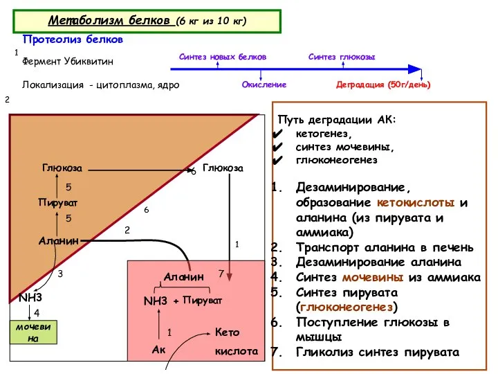 Протеолиз белков Фермент Убиквитин Локализация - цитоплазма, ядро Путь деградации АК: