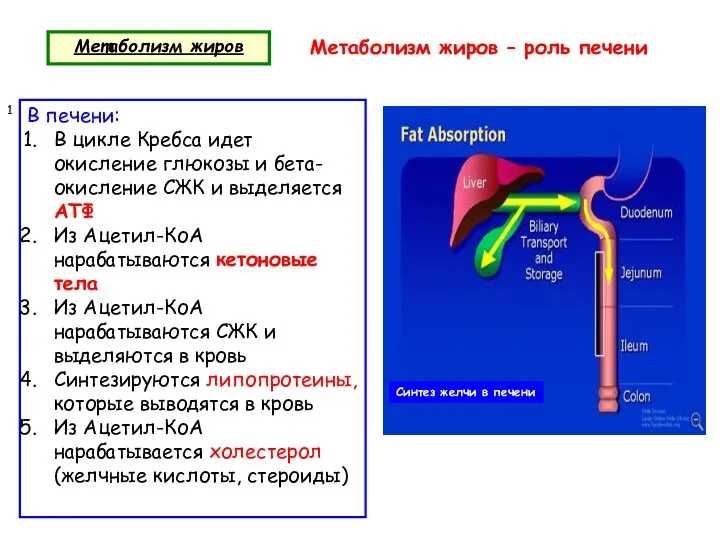 Метаболизм жиров Метаболизм жиров – роль печени 1 В печени: В