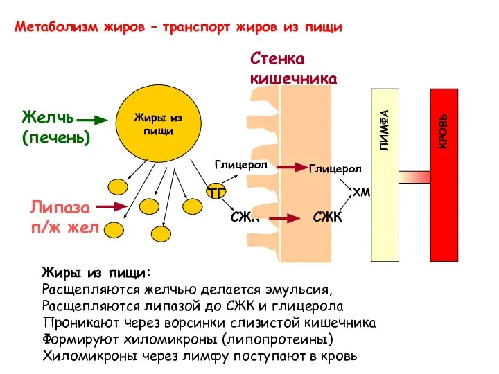 Метаболизм жиров – транспорт жиров из пищи Жиры из пищи: Расщепляются