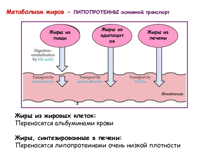 Жиры из жировых клеток: Переносятся альбуминами крови Жиры, синтезированные в печени: