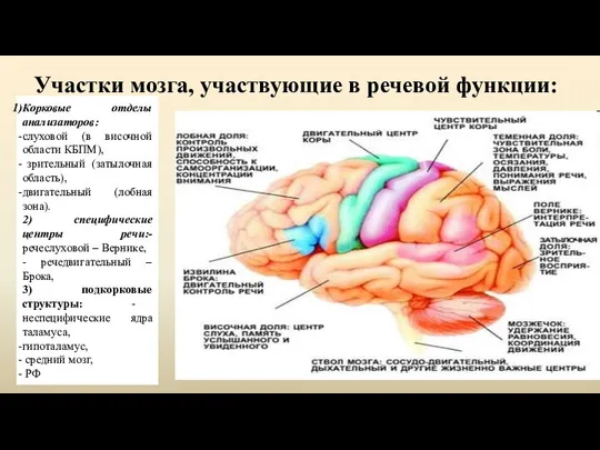 Участки мозга, участвующие в речевой функции: Корковые отделы анализаторов: слуховой (в