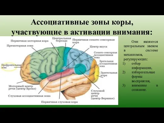 Ассоциативные зоны коры, участвующие в активации внимания: Они являются центральным звеном