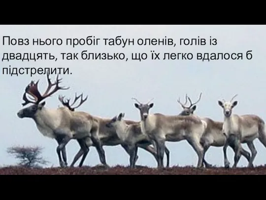 Повз нього пробіг табун оленів, голів із двадцять, так близько, що їх легко вдалося б підстрелити.