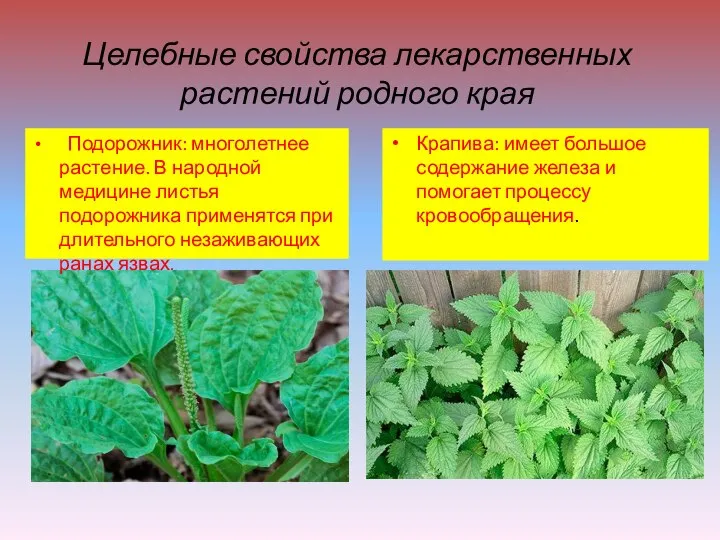 Целебные свойства лекарственных растений родного края Подорожник: многолетнее растение. В народной